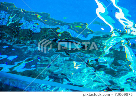 Penguins swimming 73009875