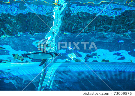 企鵝游泳 73009876