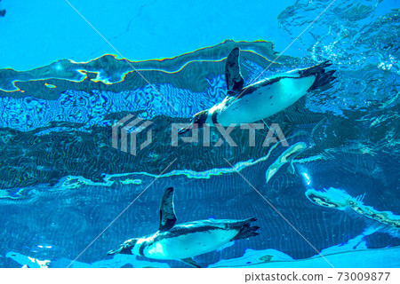 企鵝游泳 企鵝游泳 73009877