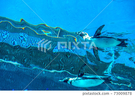 Penguins swimming 73009878