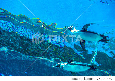 Penguins swimming 73009879