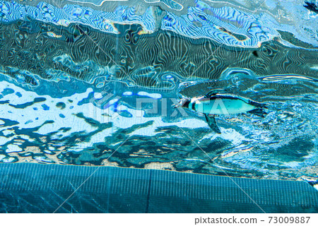 Penguins swimming Penguins swimming 73009887