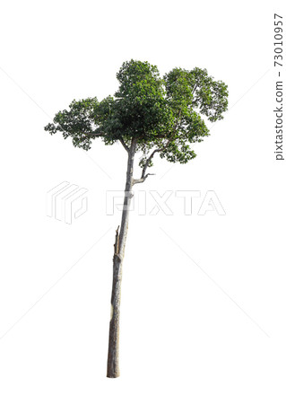 A picture of a tree on a white background 73010957