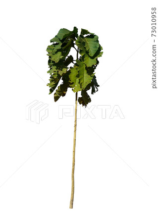 Teak trees on a white background Teak trees on a white background 73010958