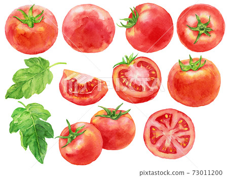 Watercolor tomato material 73011200