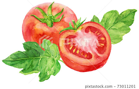 Watercolor tomatoes and half tomatoes with leaves 73011201