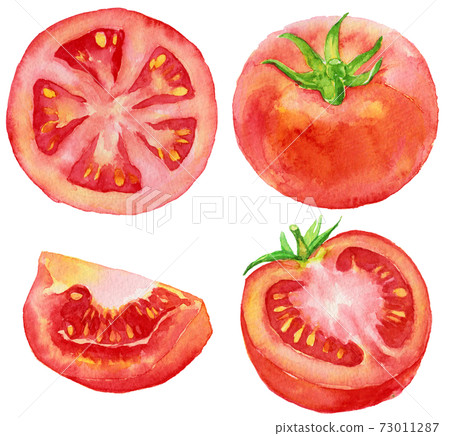 Watercolor tomatoes and various cut tomatoes 73011287