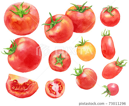 Watercolor lots of tomatoes and cherry tomatoes 73011296