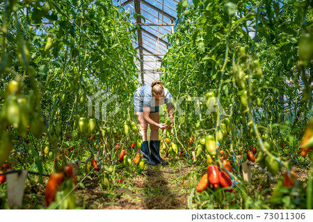 red peppers grown in a greenhouse on an organic farm red peppers grown in a greenhouse on an organic farm 73011306