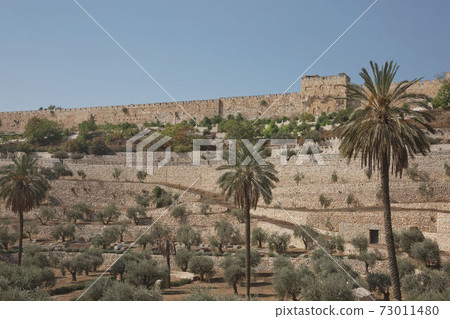Terraces of the Kidron Valley and the the wall of the Old City in Jerusalem in Israel 73011480