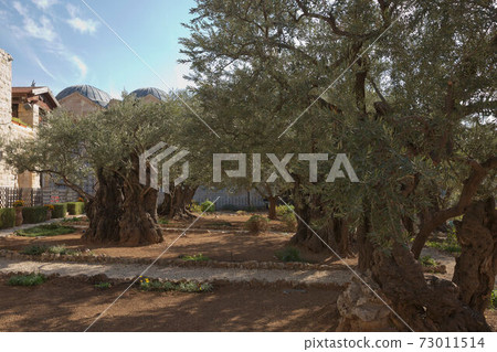 Old olive trees in the garden of Gethsemane next to the Church of All Nations. Famous historic place in Jerusalem, Israel Old olive trees in the garden of Gethsemane next to the Church of All Nations. Famous historic place in Jerusalem, Israel 73011514