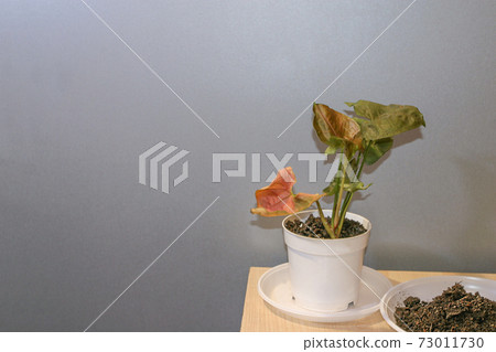 Syngonium Maria Allusion potted house plant 73011730