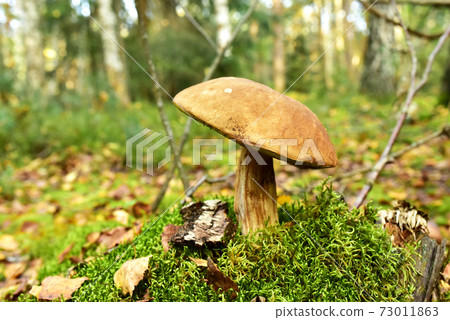 White mushroom in the forest against the background of green vegetation. Awesome boletus grows White mushroom in the forest against the background of green vegetation. Awesome boletus grows 73011863