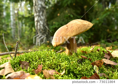 White mushroom in wildlife on of sunbeams background. Boletus grows in forest White mushroom in wildlife on of sunbeams background. Boletus grows in forest 73011864