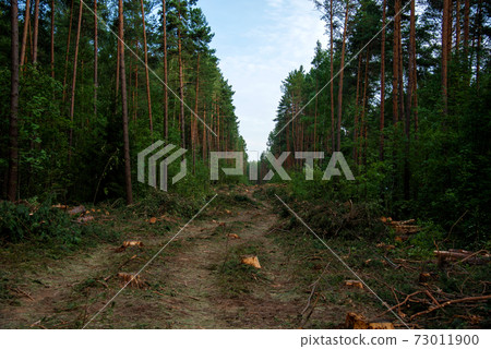 Piled pine tree logs  in forest. Stacks of cut wood.  73011900