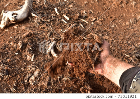 Peat Moss background. Peat moss industry harvests and ships millions of kilograms to countries Peat Moss background. Peat moss industry harvests and ships millions of kilograms to countries 73011921