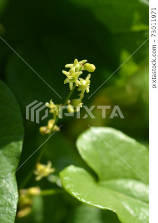 Black bryony Black bryony 73011971