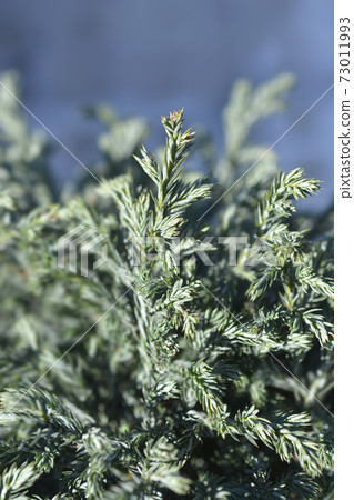 Sawara cypress Blue Moon Sawara cypress Blue Moon 73011993