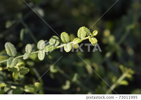 Wintercreeper Minimus Wintercreeper Minimus 73011995