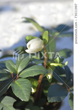 Christmas rose Mont Blanc 73011997