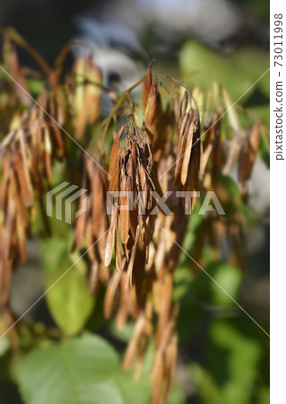 Flowering ash Flowering ash 73011998