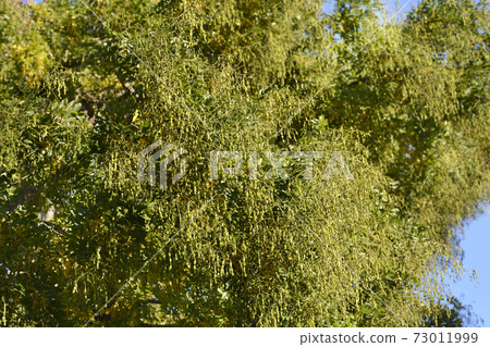 Japanese pagoda tree Japanese pagoda tree 73011999