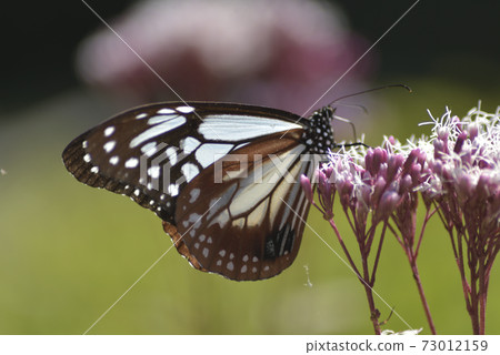 朝日馬達拉男 朝日馬達拉男 73012159