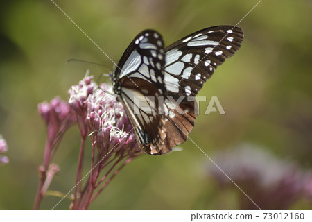 朝日馬達拉男 朝日馬達拉男 73012160