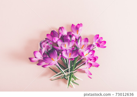 Layout from crocus flowers Layout from crocus flowers 73012636