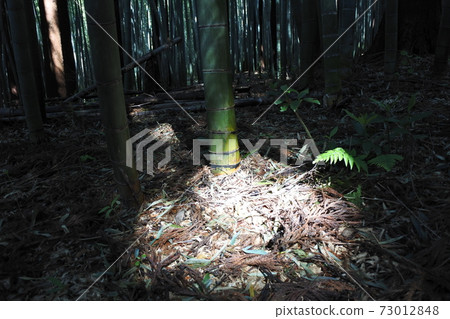 Bamboo grove Bamboo grove 73012848