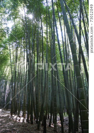 Bamboo grove Bamboo grove 73012849