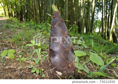 Bamboo shoots in the bamboo forest Bamboo shoots in the bamboo forest 73012850