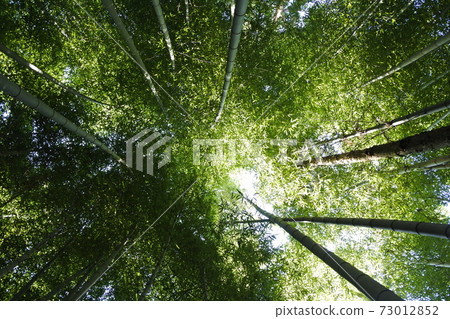  Bamboo grove 73012852