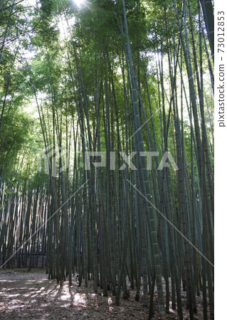  Bamboo grove 73012853