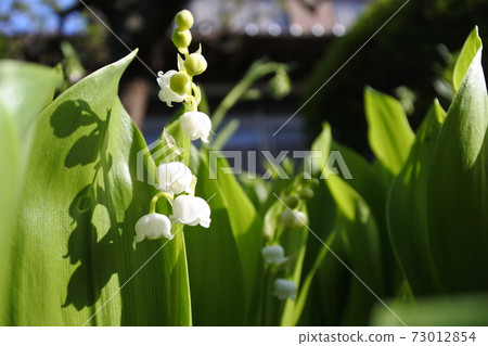 lily of the valley lily of the valley 73012854