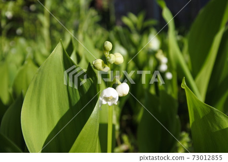 lily of the valley lily of the valley 73012855