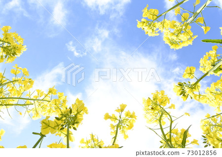 強姦花和藍天和白色雲彩 強姦花和藍天和白色雲彩 73012856