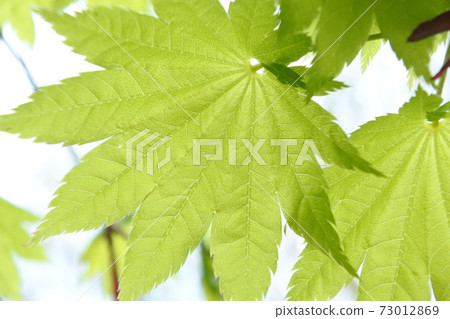 Fresh green maple Fresh green maple 73012869