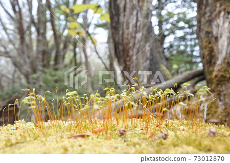 Moss Moss 73012870