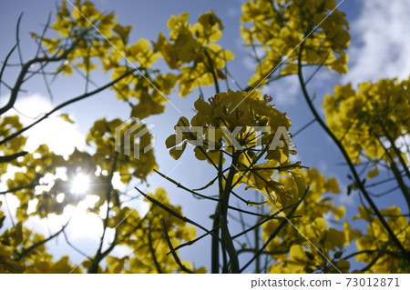 Rape flower and blue sky and white cloud Rape flower and blue sky and white cloud 73012871