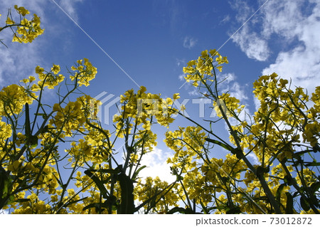 Rape flower and blue sky and white cloud Rape flower and blue sky and white cloud 73012872