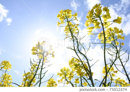強姦花和藍天和白色雲彩 強姦花和藍天和白色雲彩 73012874