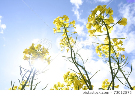 強姦花和藍天和白色雲彩 強姦花和藍天和白色雲彩 73012875