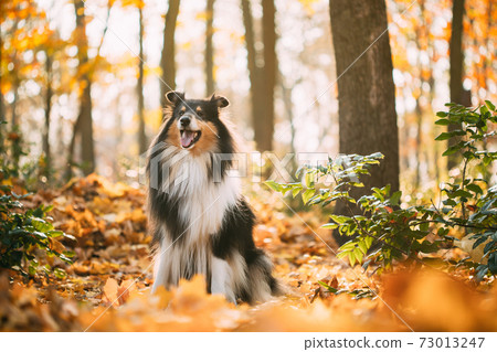 Tricolor Rough Collie, Funny Scottish Collie, Long-haired Collie, English Collie, Lassie Dog Outdoors In Autumn Day. Portrait Tricolor Rough Collie, Funny Scottish Collie, Long-haired Collie, English Collie, Lassie Dog Outdoors In Autumn Day. Portrait 73013247