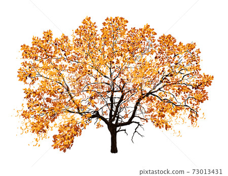 Autumn tree oak isolated on white background.... - Stock Illustration ...
