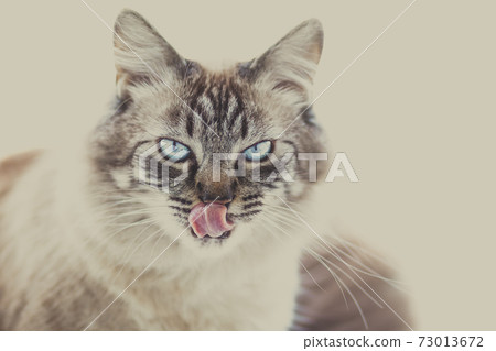 Ice cold domestic cat's look. Domestic cat on white background. Ice cold domestic cat's look. Domestic cat on white background. 73013672