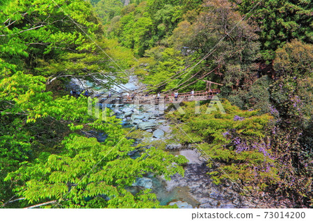 [德島縣]鮮綠色的居屋屋一橋 73014200