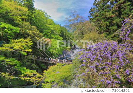 [德島縣]鮮綠色的居屋屋一橋 73014201