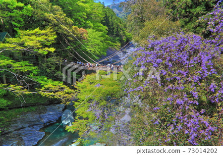 [Tokushima Prefecture] Kazura Bridge at the Fresh Green Iya 73014202