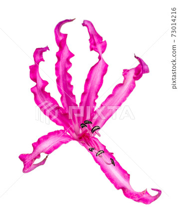 pink Nerine flower on a white background. 73014216